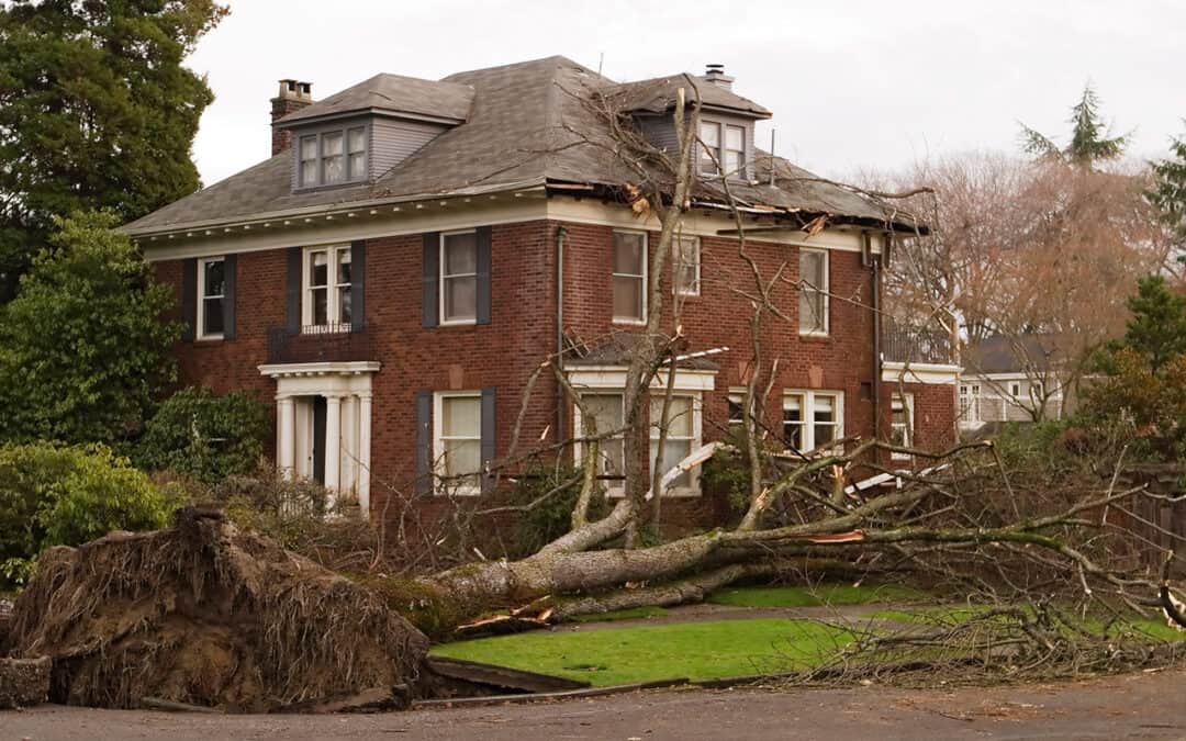 What to Do When a Tree Falls on Your Roof